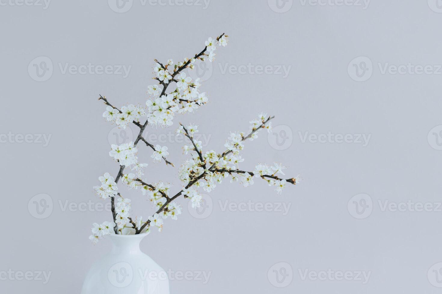 Beautiful blossom branches in a white vase on a grey background. photo