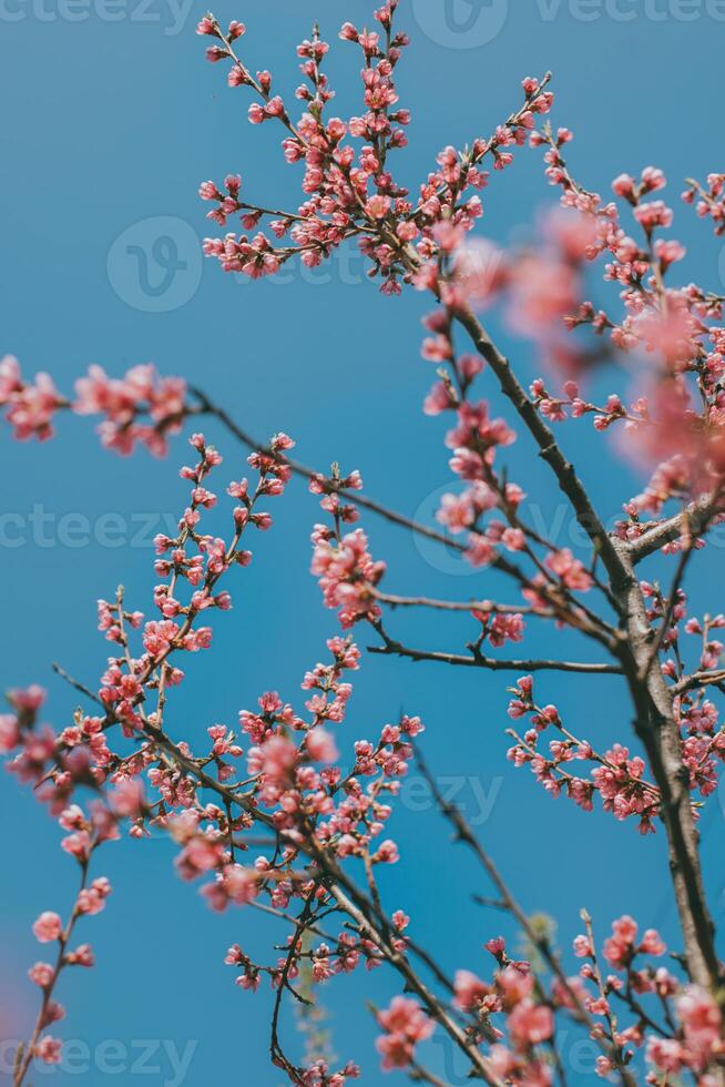 Beautiful peach branches with pink blossom in a blue sky. photo