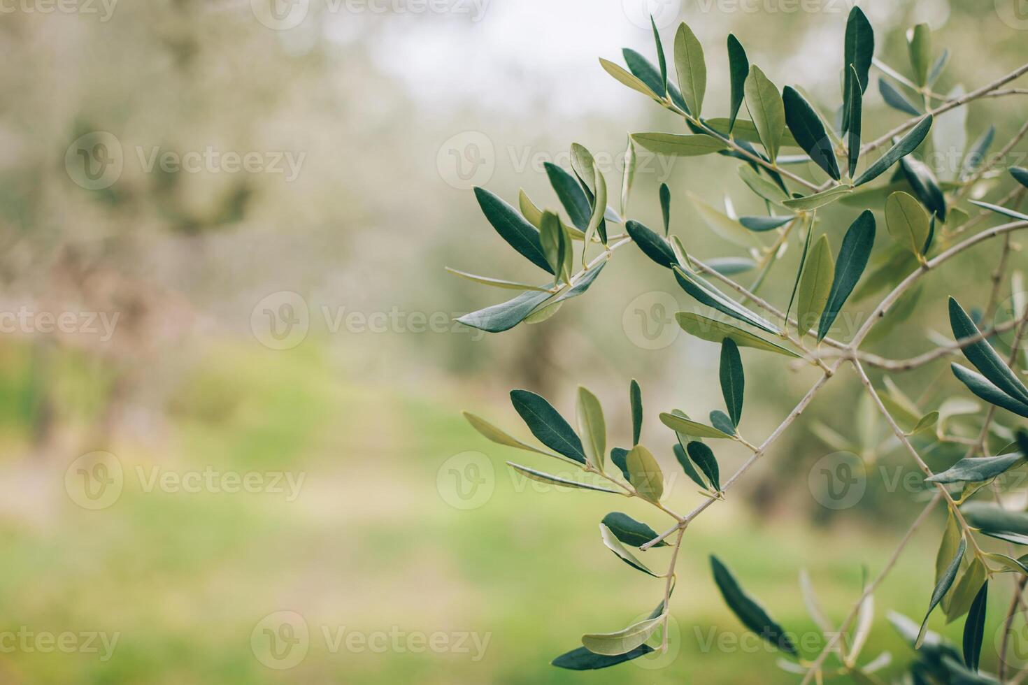 Fresh branches of olive tree in a spring garden. photo