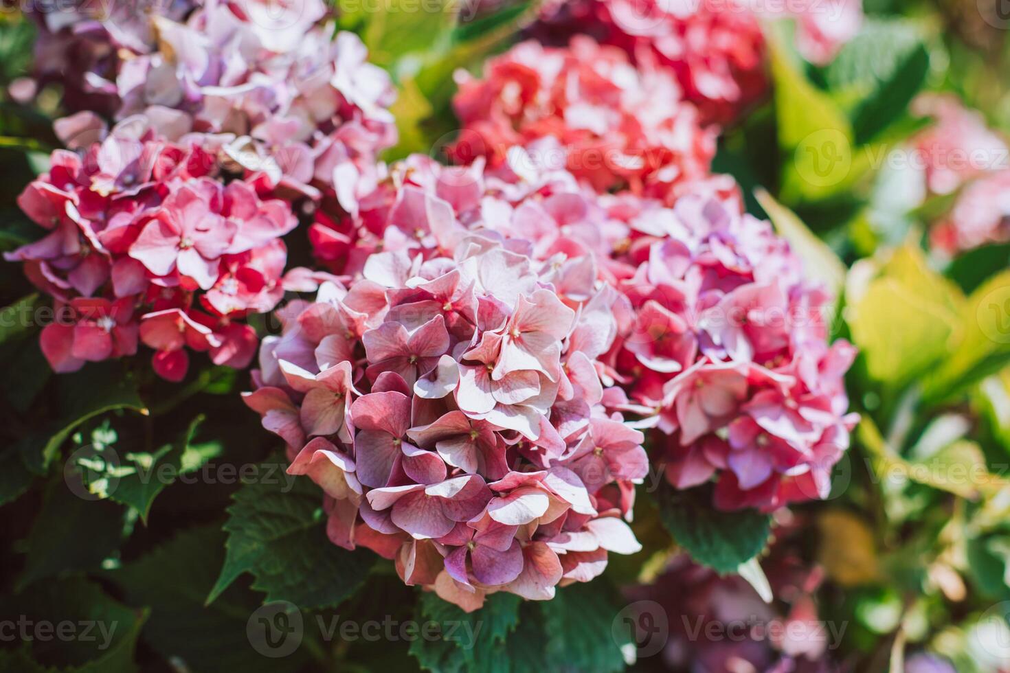 Amazing pink Hydrangea flowers in a garden. photo