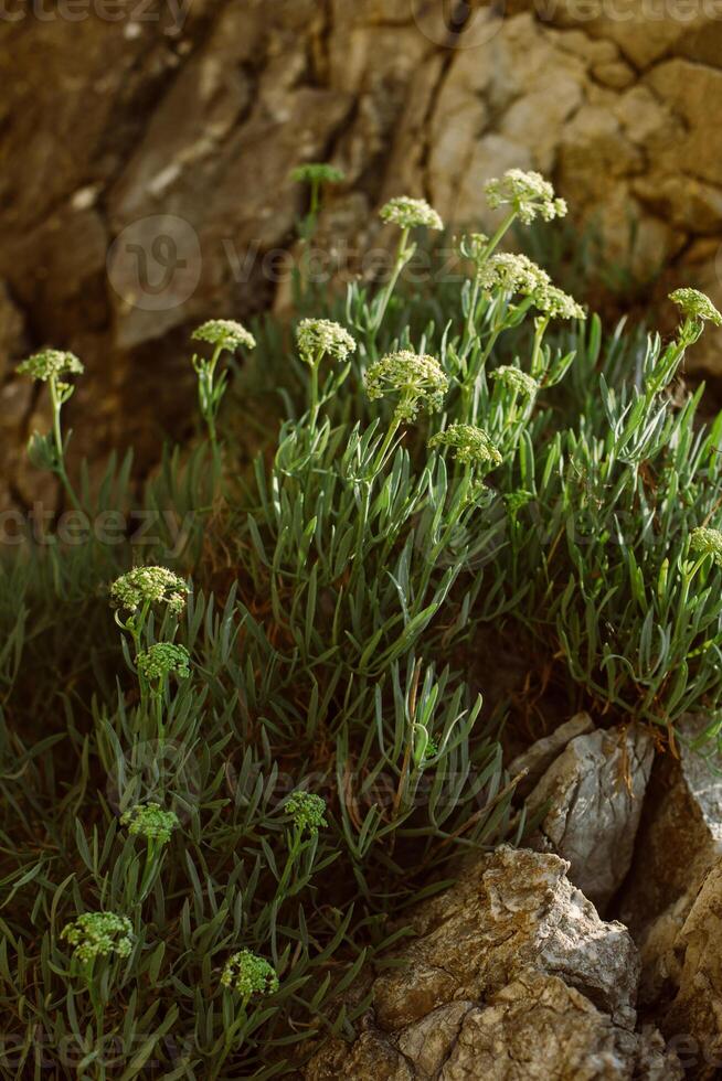 Green plants in a rock on the coast of the Adriatic Sea. photo