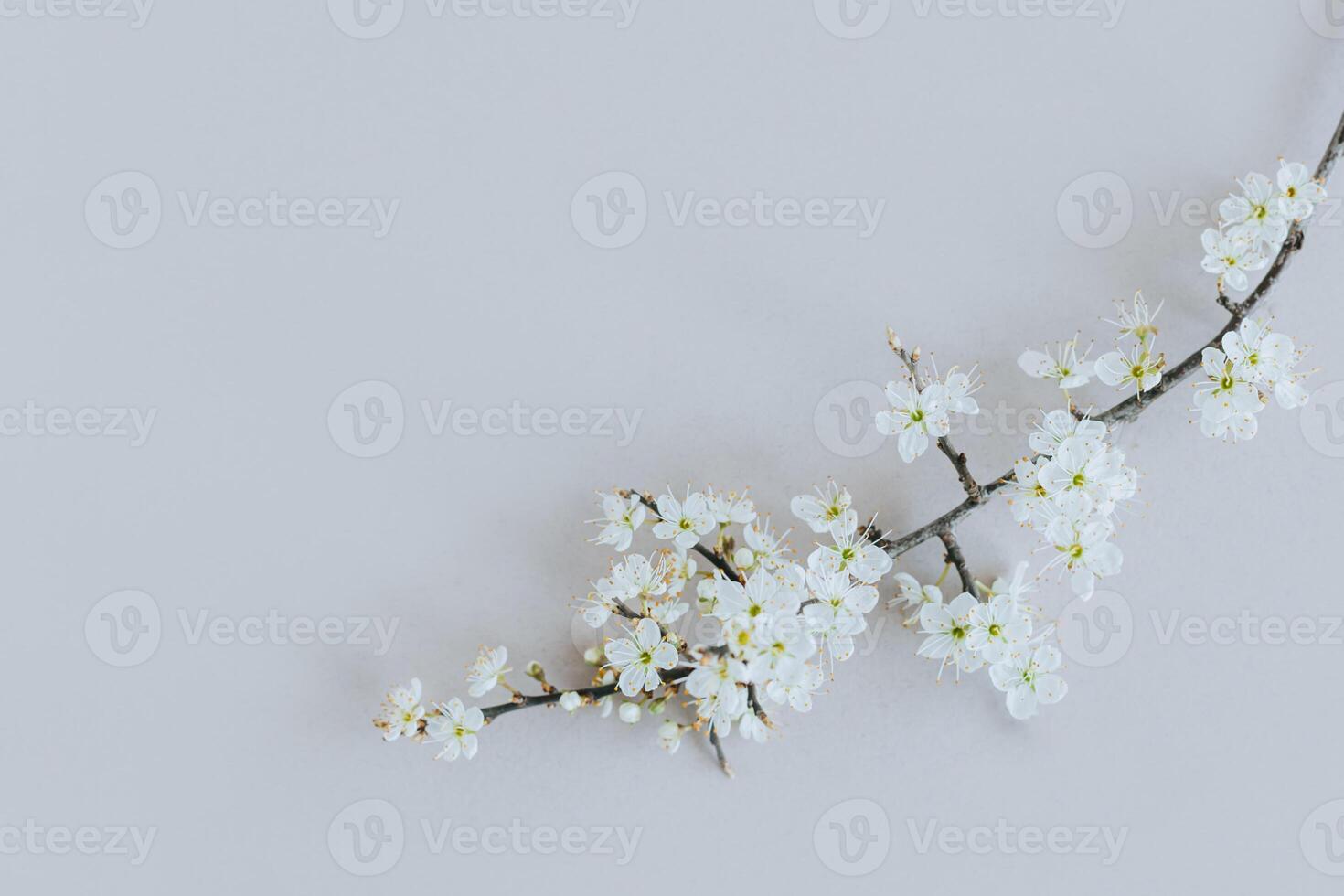 Beautiful branch with white blossom on a grey background. Spring minimalistic concept. photo