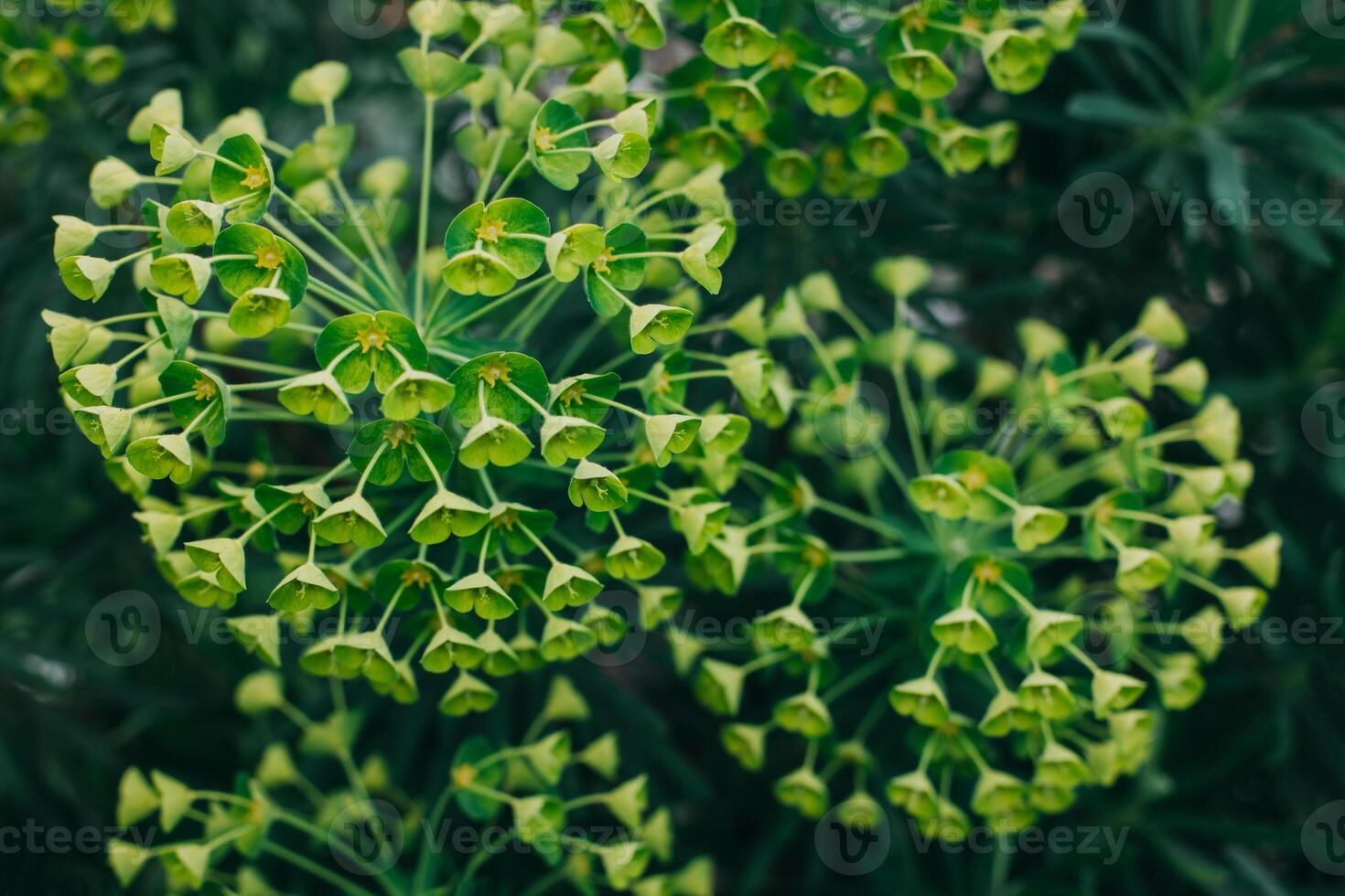 Beautiful light green flowers of Eurhorbia in a spring garden. photo