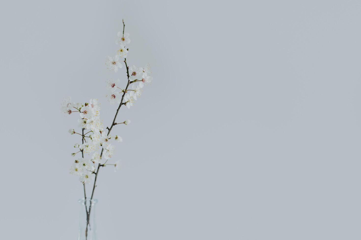 Beautiful blossom branches in a vase on a grey background. Spring minimalistic concept. photo