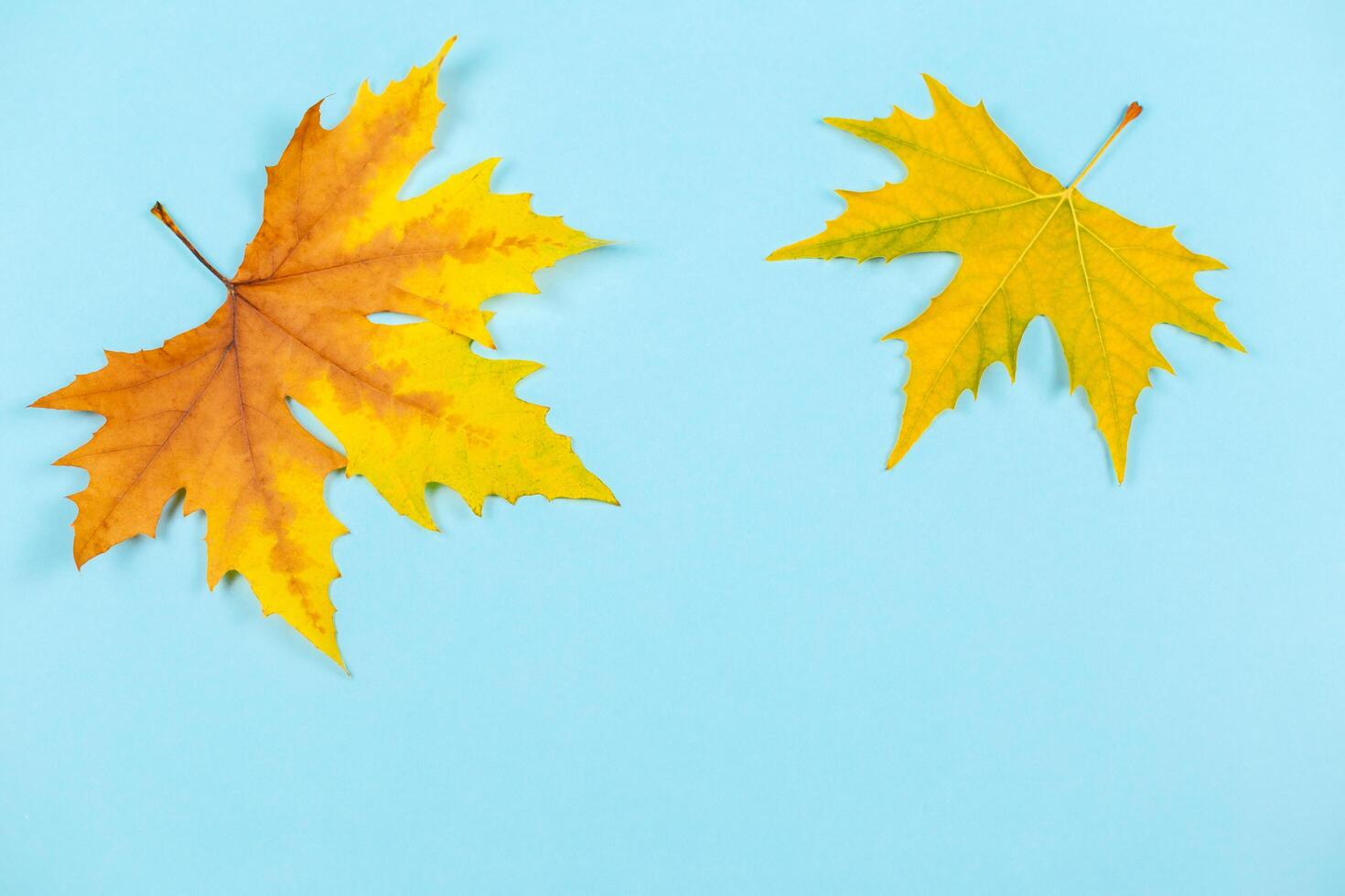 Beautiful autumn maple leaves on blue pastel background. Place for text. Minimal. photo