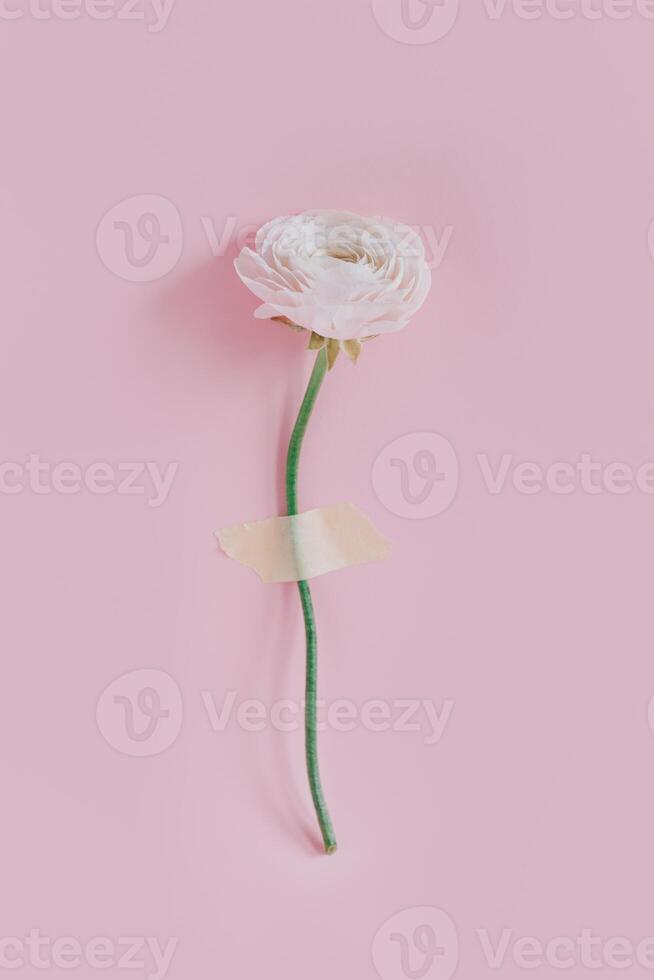 Tender Ranunculus flower on a pink pastel background. photo