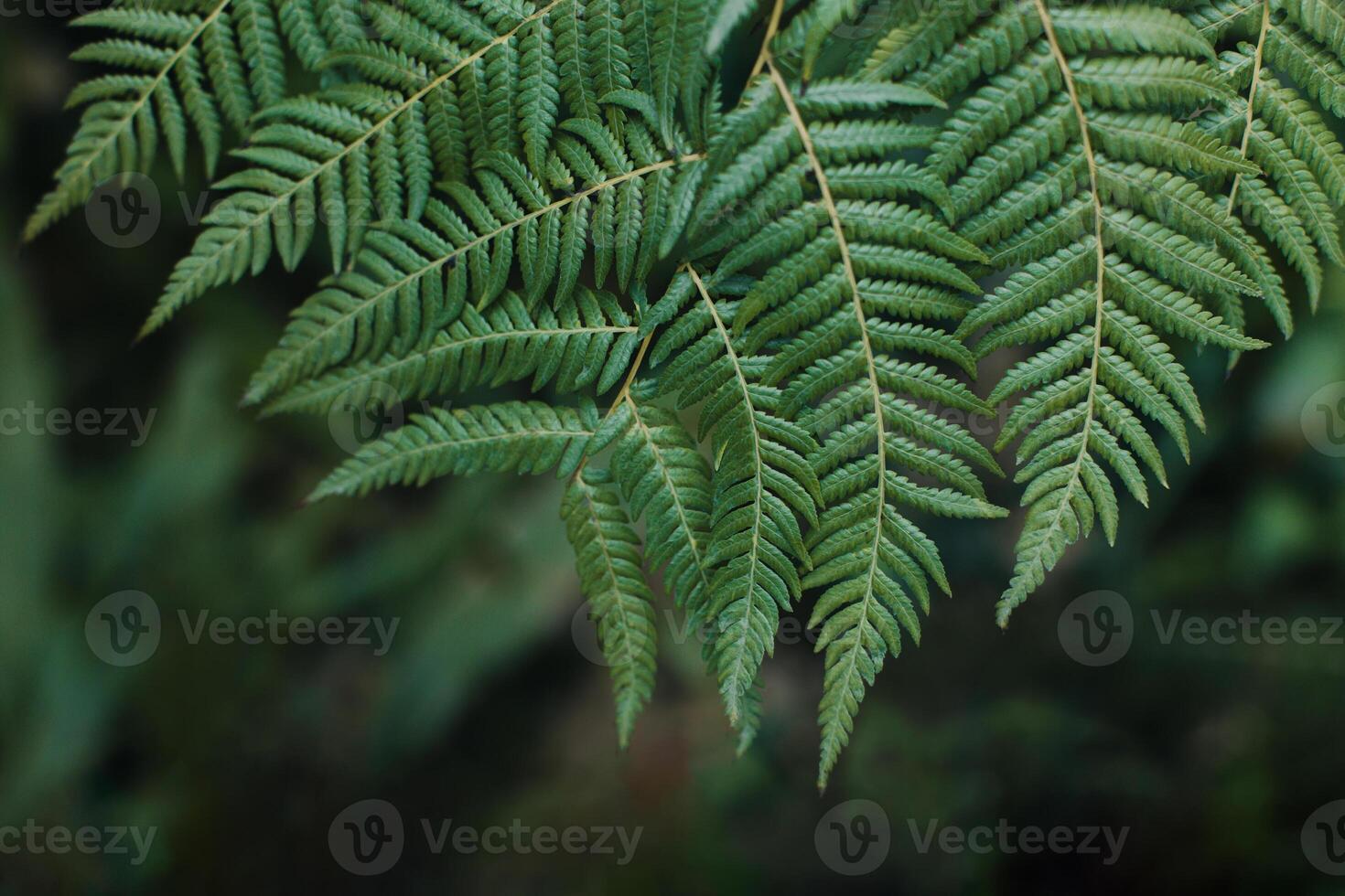 Beautiful fresh fern leaves on a dark background. photo