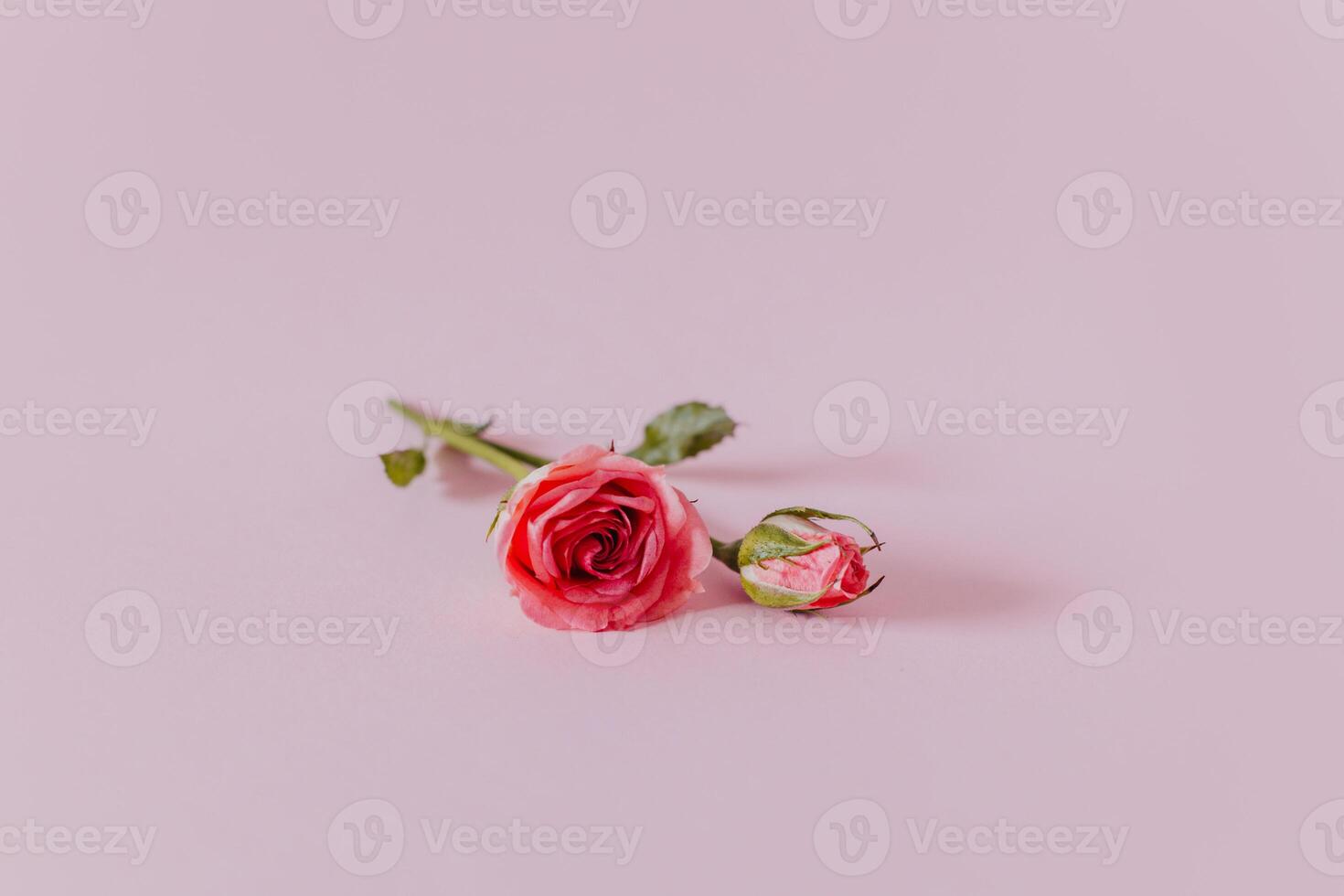 Beautiful pink Rose flowers on a pink pastel background. photo