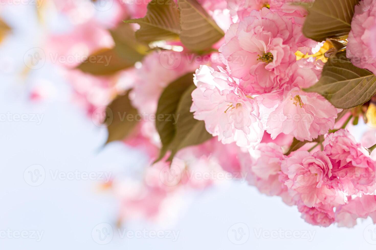 Amazing cherry blossoms on the Sakura tree. photo