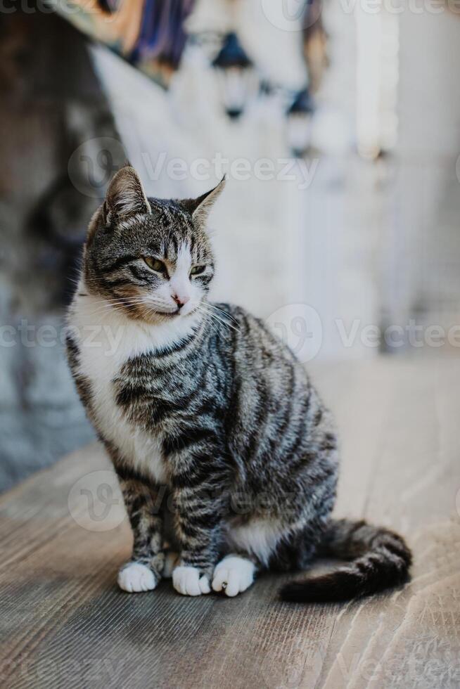 linda atigrado gris gato en un calle de Budva antiguo ciudad, montenegro foto