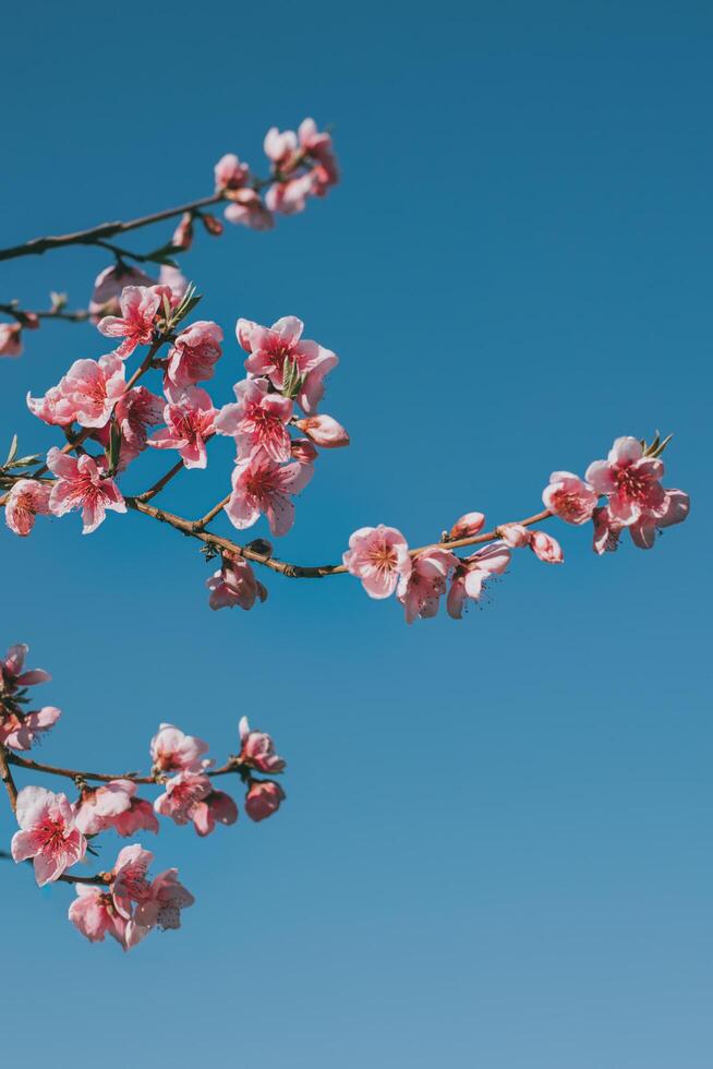 Beautiful peach branch with pink blossom in a blue sky. photo