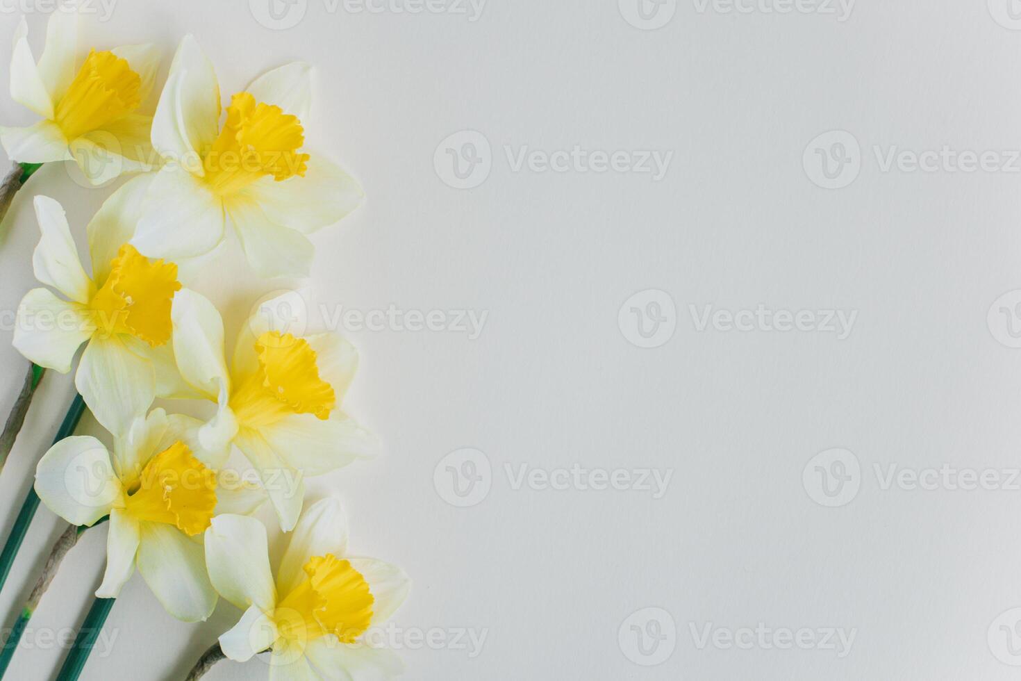 Beautiful flowers of yellow daffodil narcissus on a light yellow background. photo