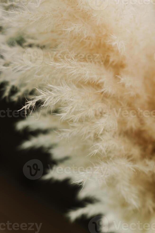 Close-up fluffy dry spikelets on a dark background. photo