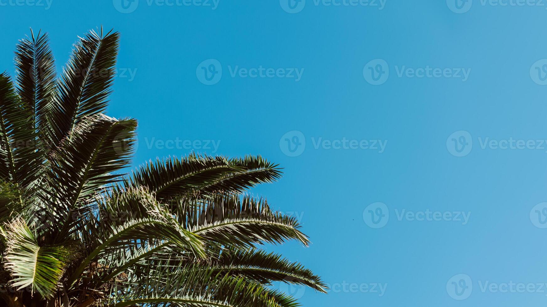 Palm tree in a blue sky on a sunny day. Minimal concept. photo