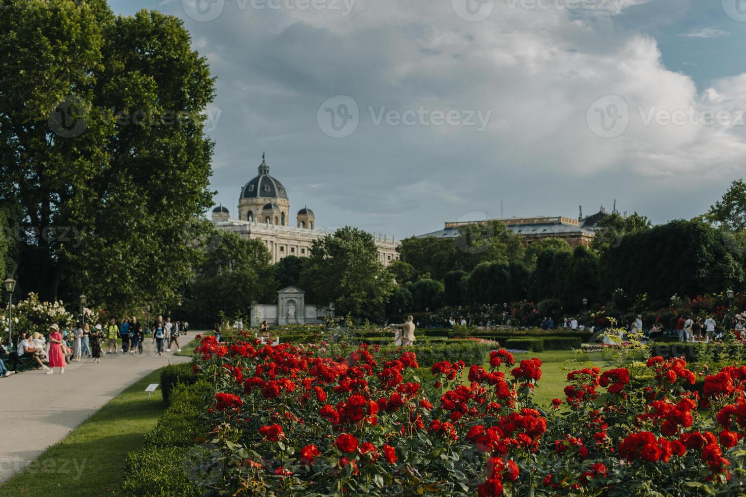 Blooming rose bushes in Volksgarten park, Vienna, Austria. photo