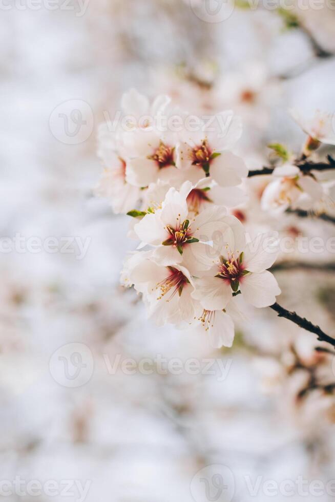 Beautiful branch with almond blossom in a spring garden. Selective focus. photo