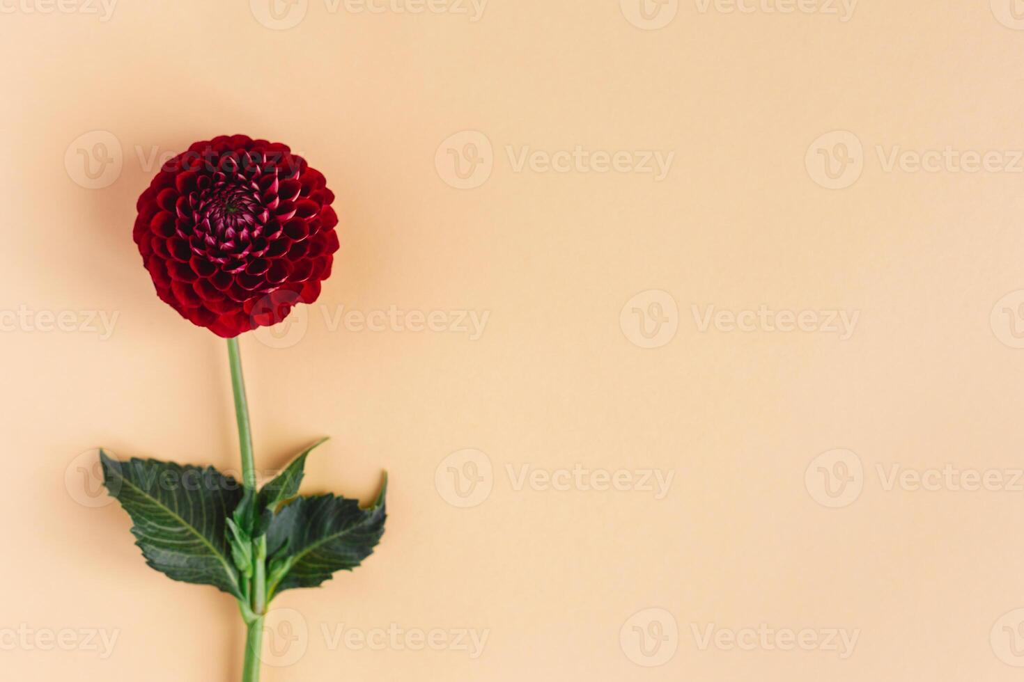 Beautiful red flower of Dahilia on a orange pastel background. photo