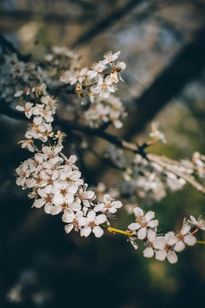 Beautiful branch with white blossom in a spring garden. photo
