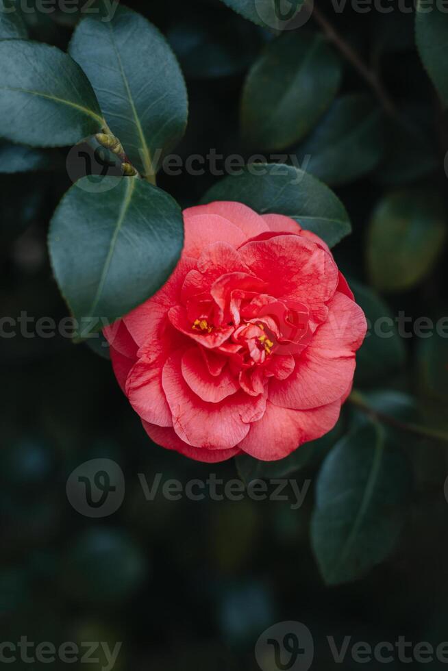 hermosa rosado camelia flor en un jardín. foto