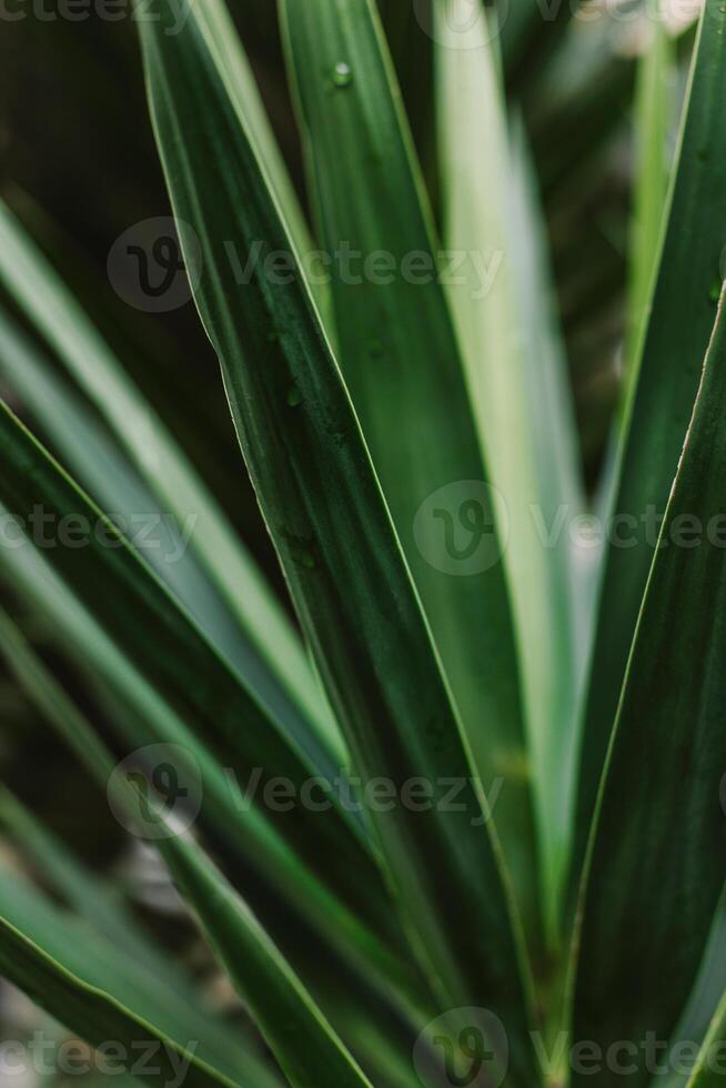 Fresh green Yucca leaves in a garden after the rain. photo