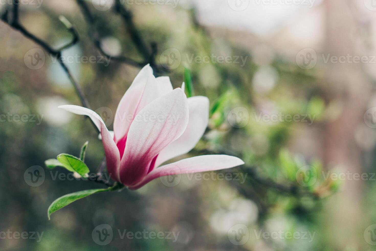 Amazing Magnolia flowers in a spring garden. Springtime background. photo