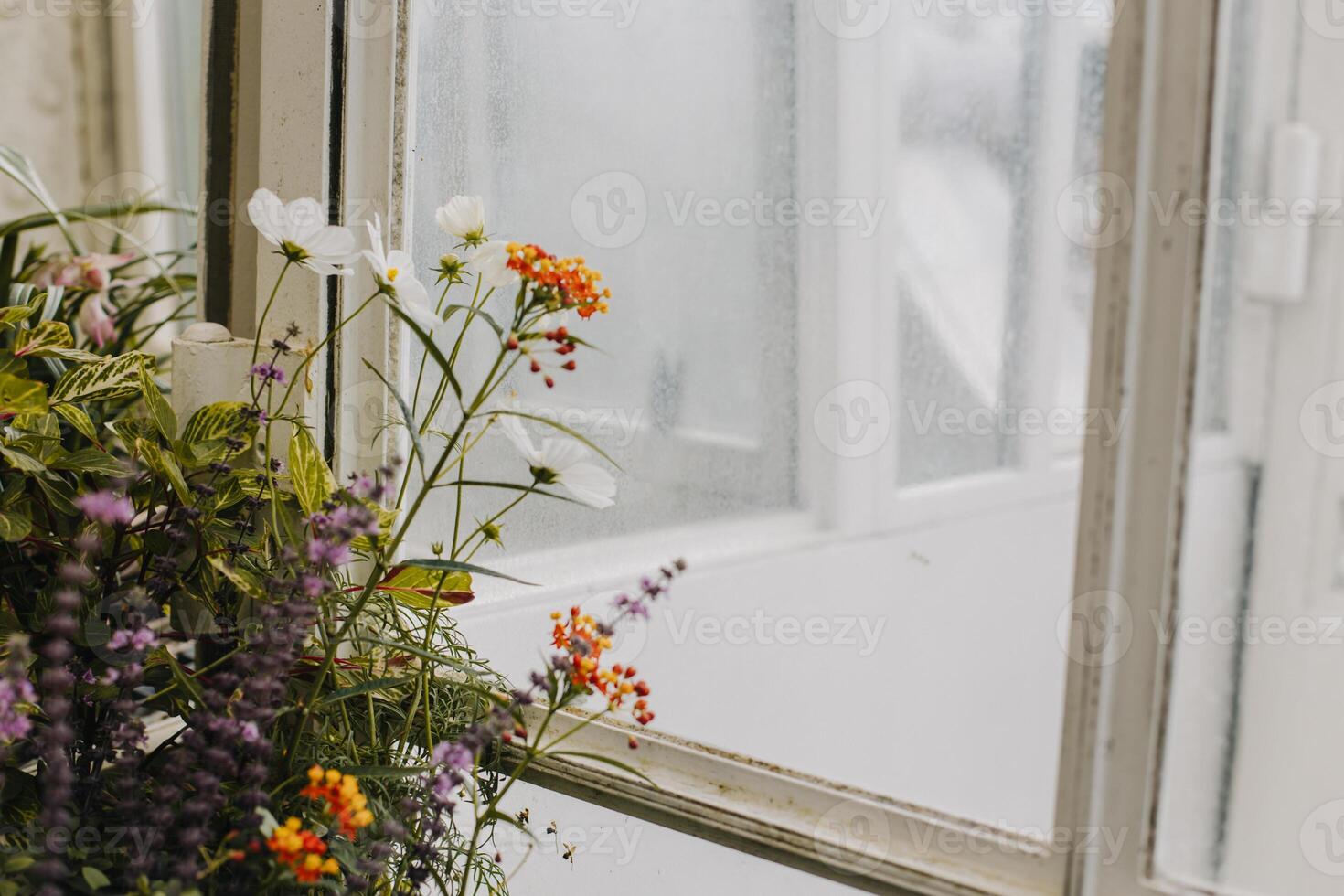 Amazing flowers and plants near the window in a greenhouse, Vienna, Austria. photo