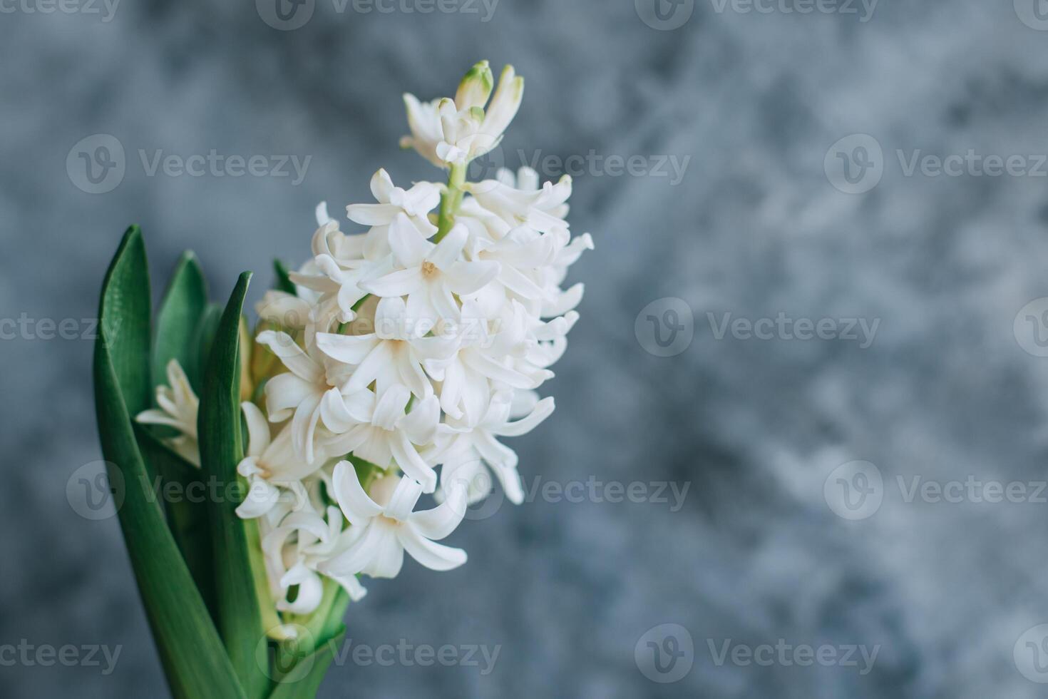 Beautiful white Hyacinth flower on a grey background. photo