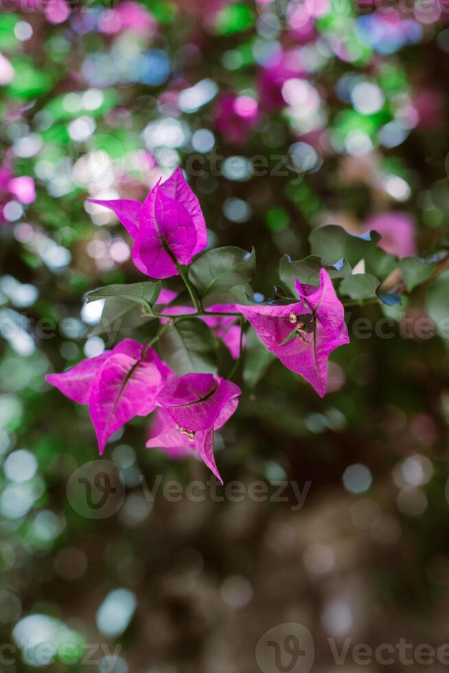 Beautiful violet bougainvillea flowers on a summer street. photo