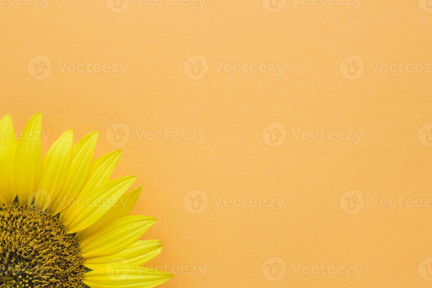 Beautiful sunflower on peach background. Place for text. photo