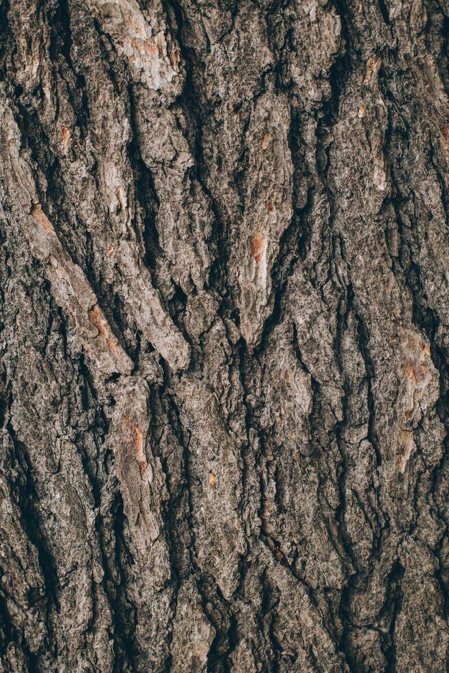 Dark wooden texture or background. photo