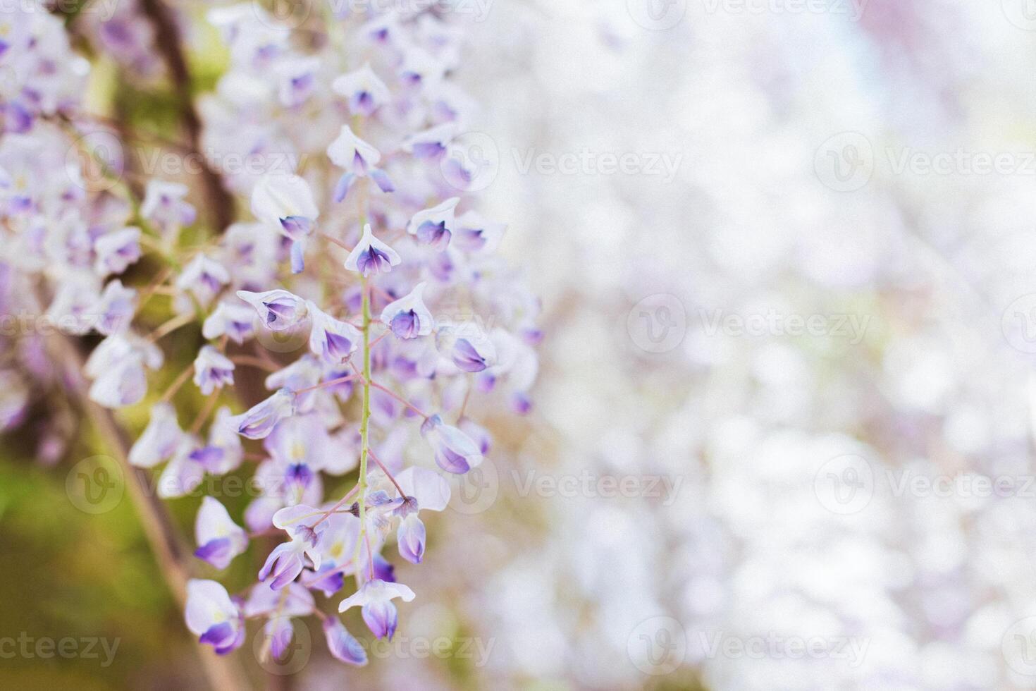 Beautiful flowers of Wisteria in a spring garden on a sunny day. photo