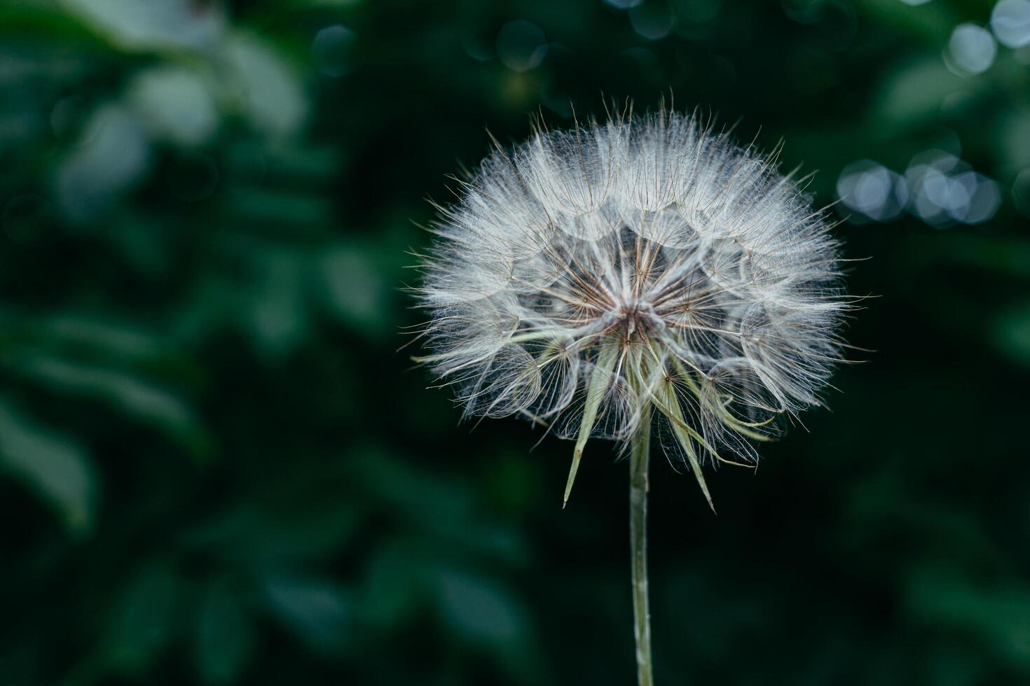 Air dandelion on fresh green background. Close-up, place for text. Concept image for dreaming, evanescence, lightness of being. photo