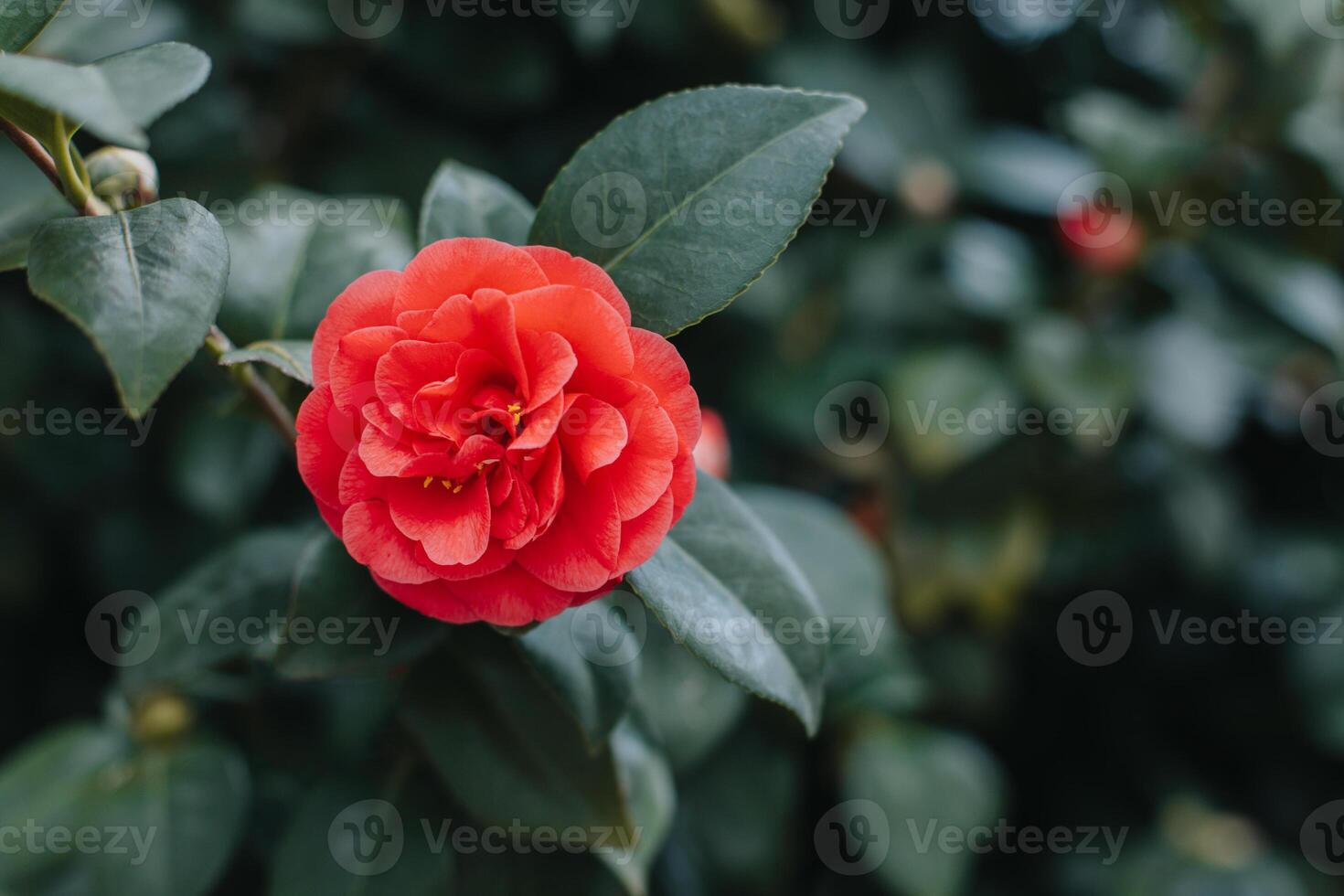 Beautiful pink Camellia flowers in a garden. photo