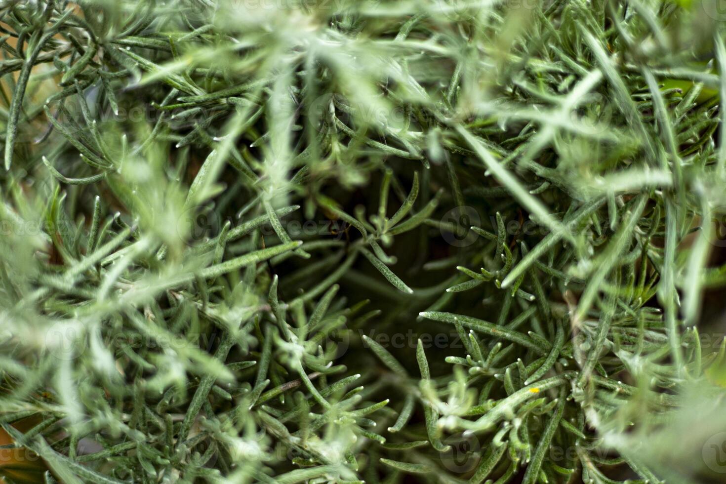 Closeup In Branches Of Rosemary Plant photo