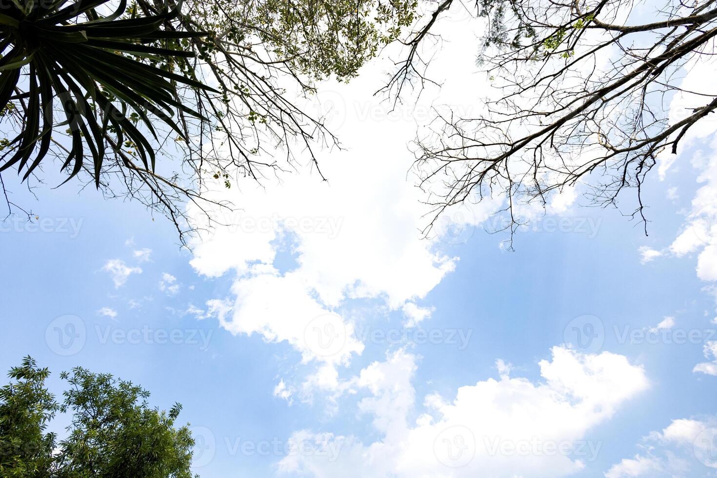 mirando arriba arboles soplo en el viento con azul cielo foto