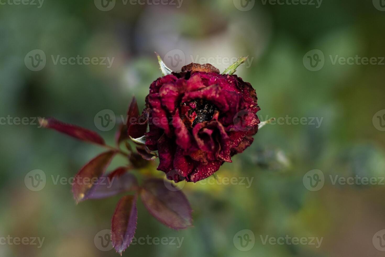 seco marchito rojo Rosa flor foto