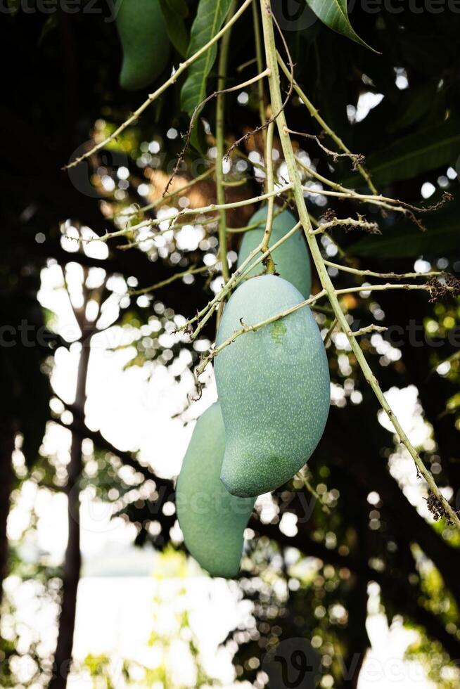 Close Up Of Tree With Green Mango Fruit In The Garden photo