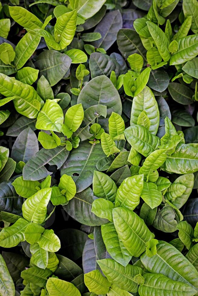 Green Leaf Wallpaper photo