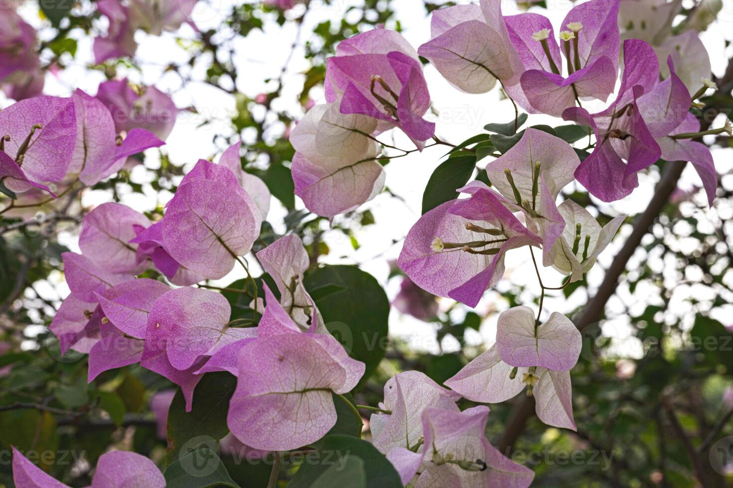 Pink Bougainvillea Flowers photo