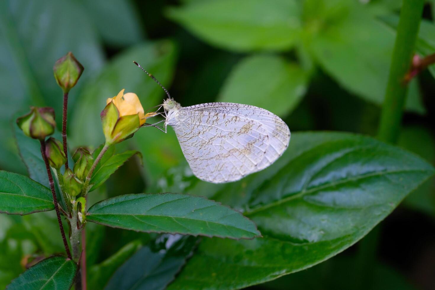 Macrophotography. Animal Closeup. White butterfly The Psyche or Leptosia Nina, perches on yellow flowers. White Butterflies live in the wild. Shot with a macro lens photo