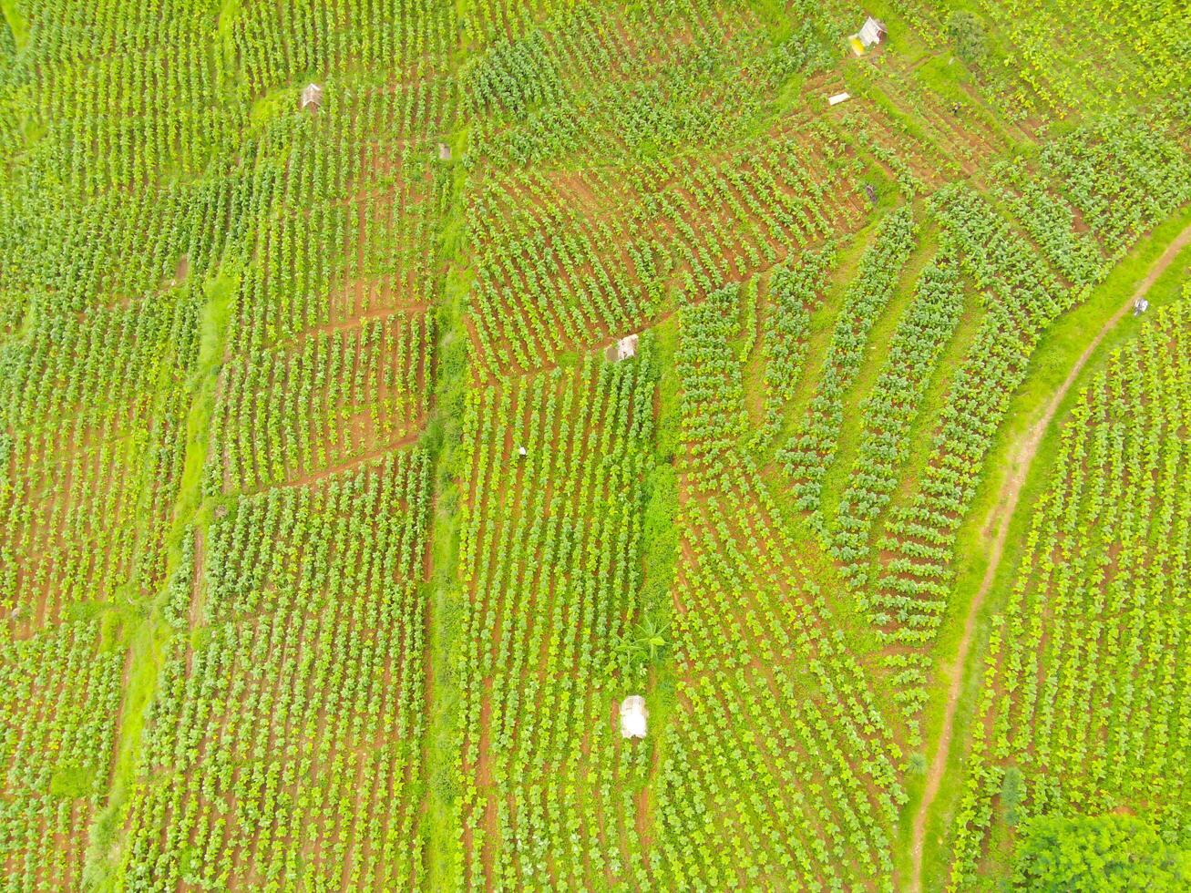 View of local Farm at the top of the hill. Aerial view of rice fields and plantations in Cicalengka, Bandung - Indonesia. Above. Agriculture Industry. Shot in drone flying 100 meters photo