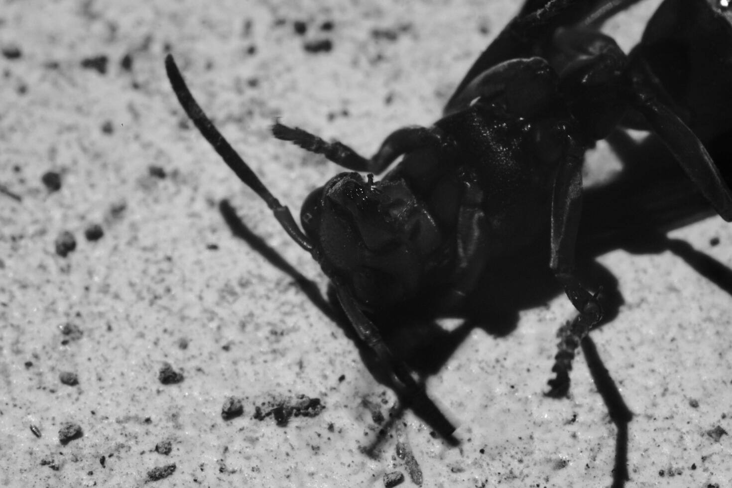 Monochrome Photography. Animal closeup. Black and white macro photo of a wasp lying helplessly. Monochrome close up photo of wasp. Bandung - Indonesia, Asia