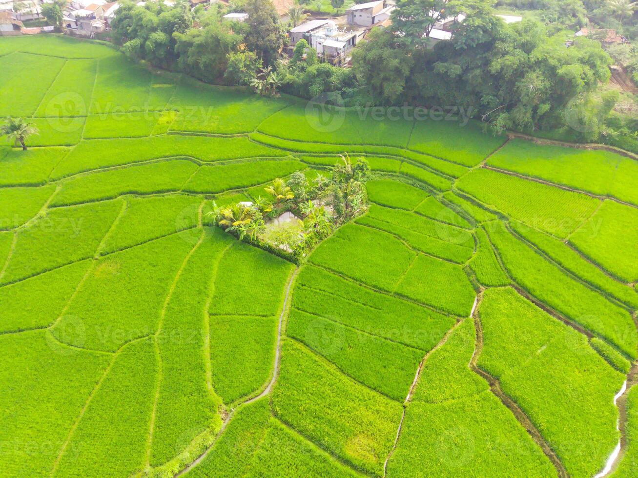 increíble paisaje de aterrazado arroz campo. parte superior ver desde zumbido de verde arroz terraza campo con forma y modelo a cikancung, Indonesia. Disparo desde un zumbido volador 200 metros alto. foto