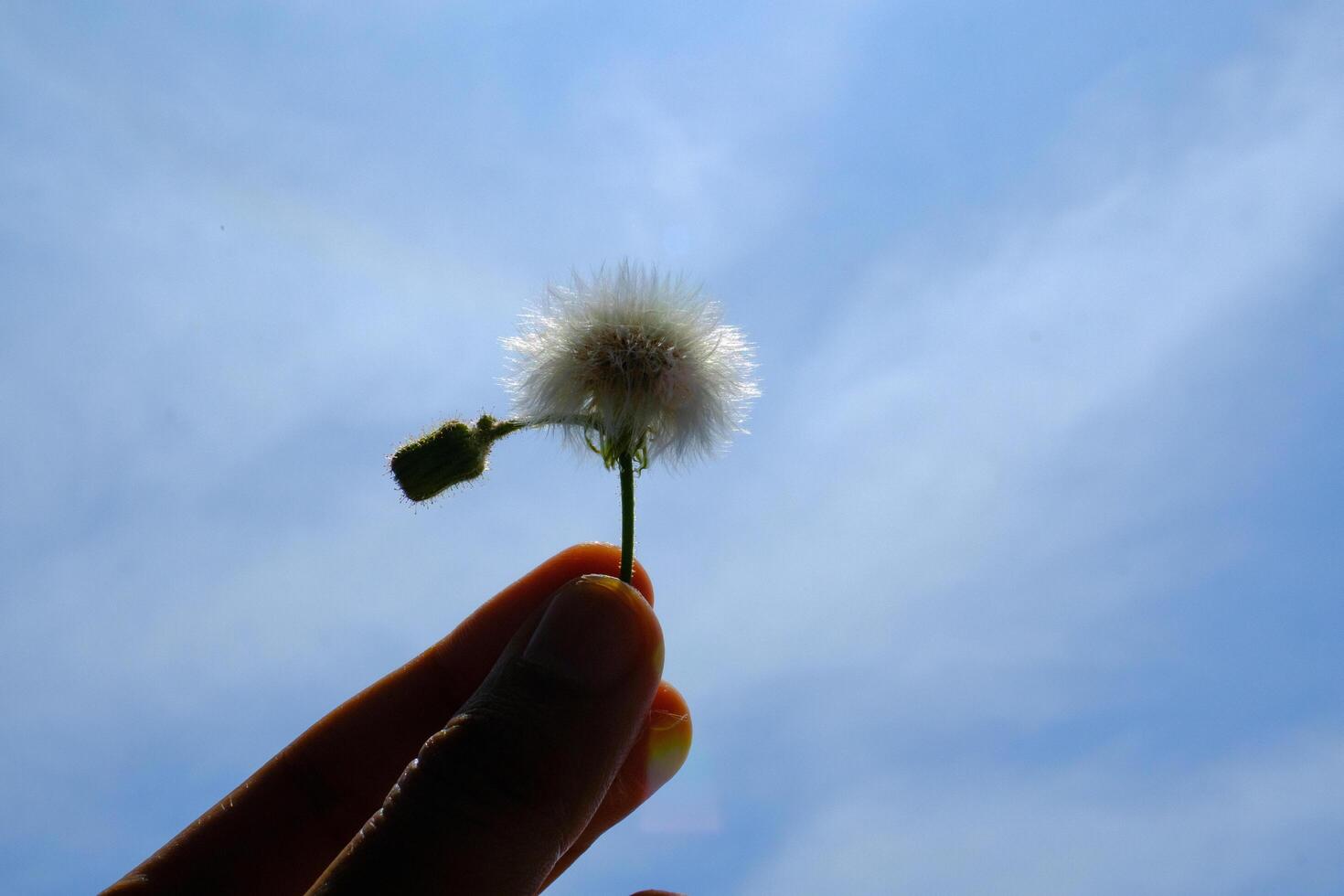 Macro Photography. Plant closeup. Photo of Cutting Dandelions flowers. Close up photo of dandelion flowers with sky background. Bandung - Indonesia, Asia