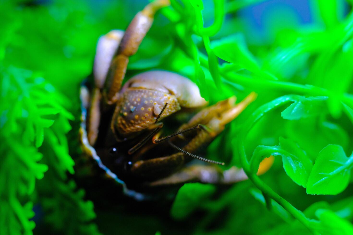 macro fotografía. animal cerca arriba. macro Disparo de el púrpura tierra ermitaño cangrejo o cenobita brevimano, molesto a escalada vides Disparo en macro lente foto