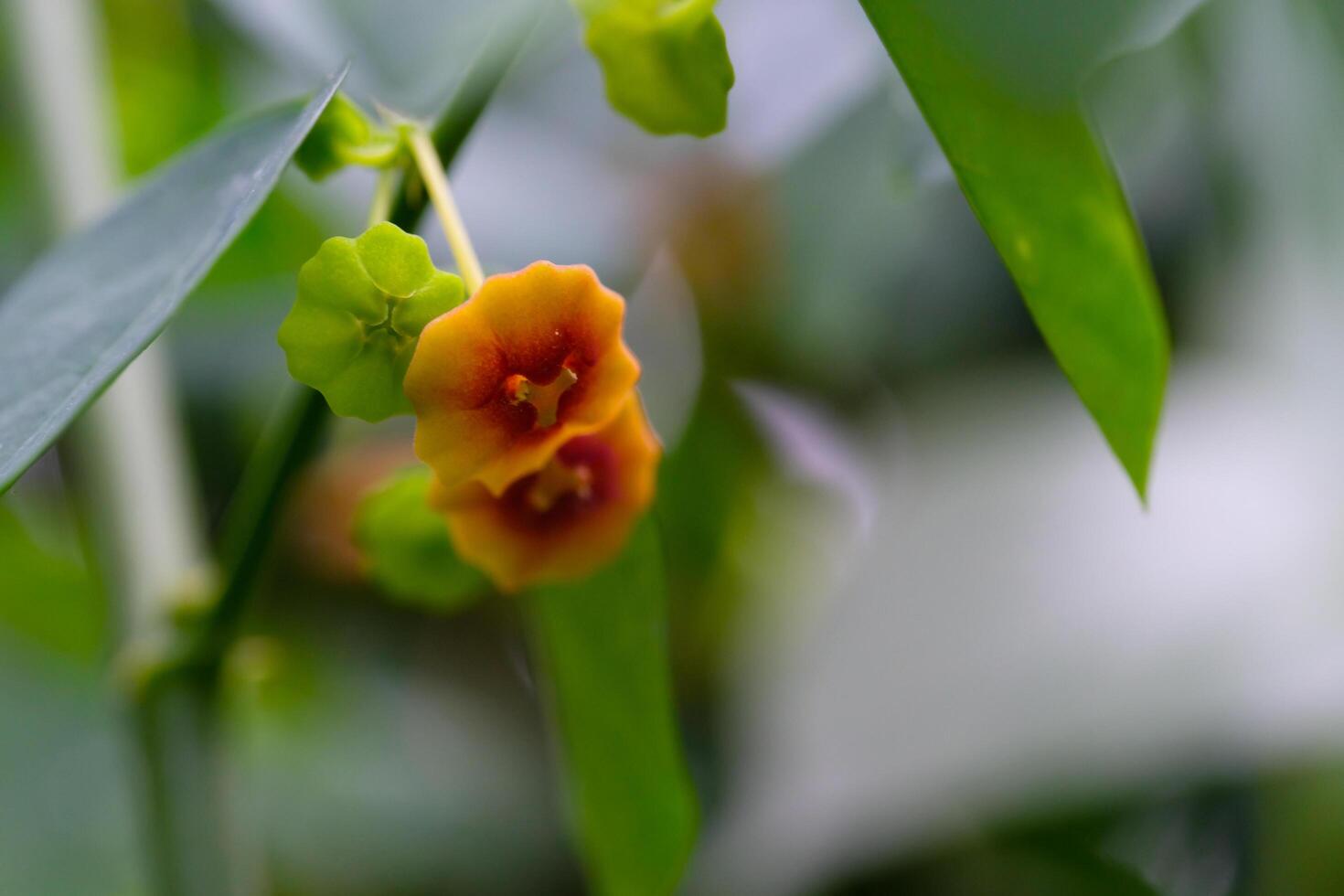 Macro Photography. Selective Focus. Close Up shot of yellow-orange Tecoma Stans or Trumpet Bushes Flowers. Flowering Plants Tecoma stans among the leaves. Pretty Background photo