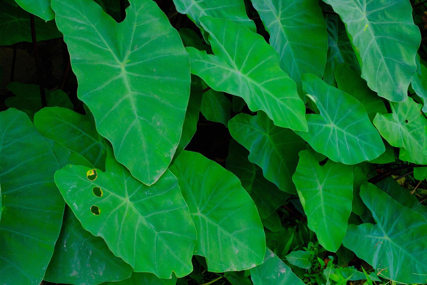 Background Photography. Textured Background. Macro photo of broad-leaved green taro plants. Green taro plants grow wild in the gutter drains. Bandung, Indonesia