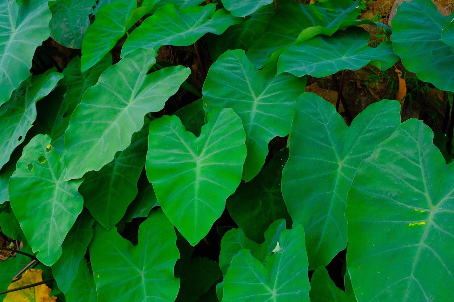 Background Photography. Textured Background. Macro photo of broad-leaved green taro plants. Green taro plants grow wild in the gutter drains. Bandung, Indonesia