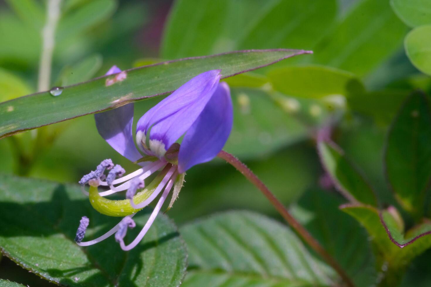 Macrophotography. Selective Focus. Closeup shot of the Purple Maman Plant or Cleome Rutidoosperma. Stunning wild grass flower. The beauty of weed plants with natural purple. Shot in Macro lens photo