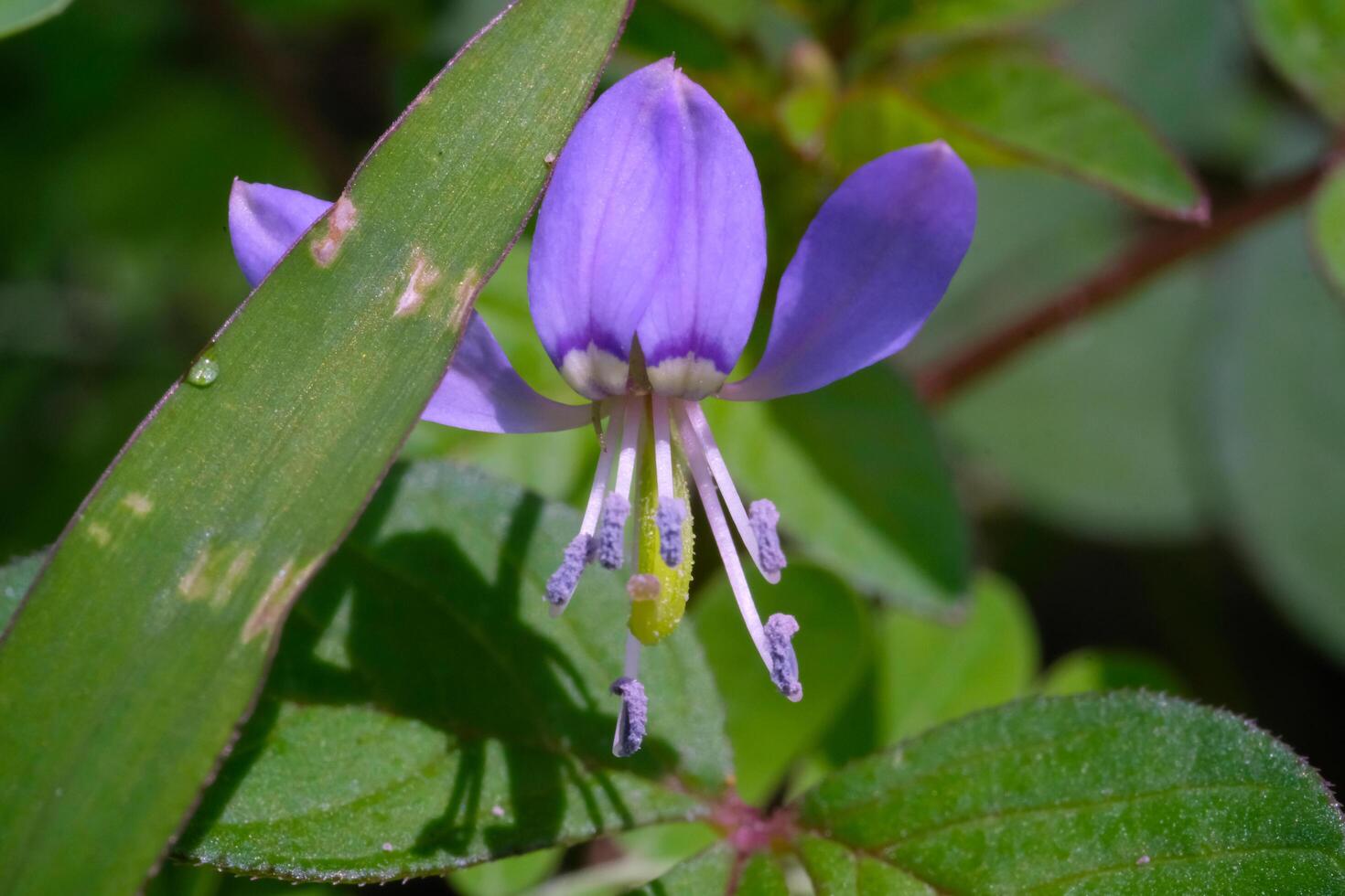 Macrophotography. Selective Focus. Closeup shot of the Purple Maman Plant or Cleome Rutidoosperma. Stunning wild grass flower. The beauty of weed plants with natural purple. Shot in Macro lens photo